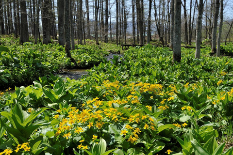 Sapporo: Hokkaido Snowy Wilderness Day Tour