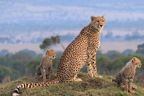 Kenya Big Five Safari