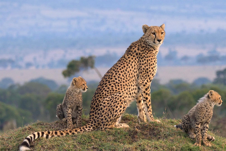 Kenya Big Five Safari