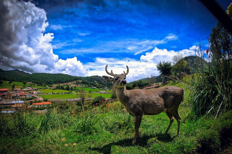 Visit to Porcon and Otuzco Farm in Cajamarca