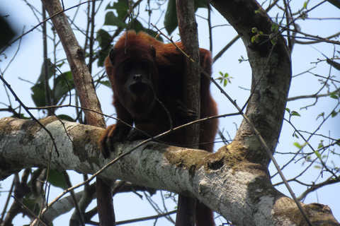 Puerto Maldonado: Tambopata Lago Sandoval 4-day expedition Puerto Maldonado: Tambopata Lago Sandoval 4-day expedition (best tour)