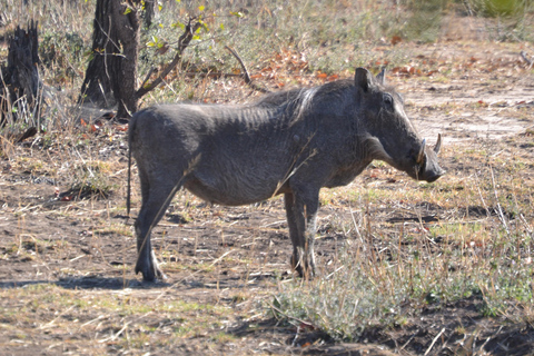 Livingstone: Recorridos de caza y paseo en rinoceronteLivingstone: Safari en el hermoso PN Mosi-Oa-Tunya