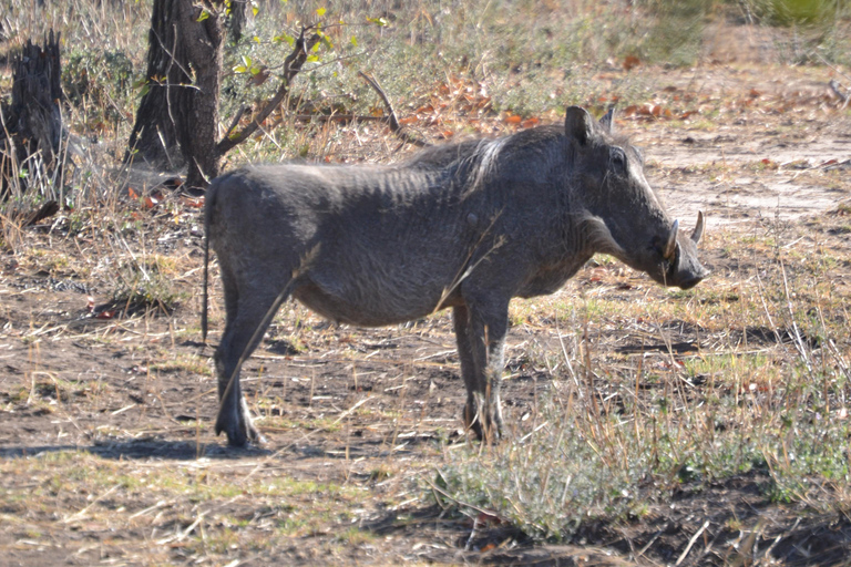 Livingstone: Recorridos de caza y paseo en rinoceronteLivingstone: Safari en el hermoso PN Mosi-Oa-Tunya