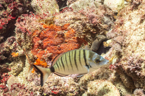 Budva: Scuba Double Dive Boat Trip for Certified Divers