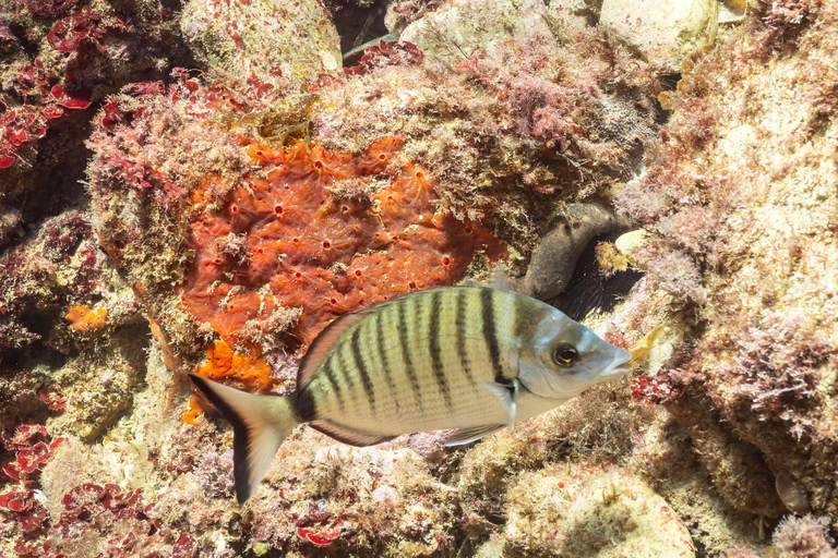 Budva: Scuba Double Dive Boat Trip for Certified Divers