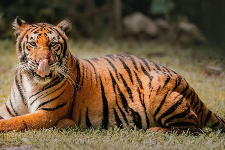 Cebú:Excursión de un día al Parque de Aventuras Safari de Cebú