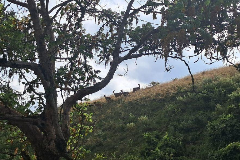 Addis Ababa: 6-Day Abijata Shalla NP & Bale Mountains Tour