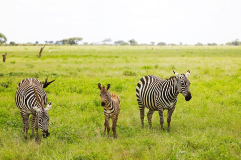 Safari de 5 dias para Tsavo Este/Oeste e Amboseli a partir de Mombaça