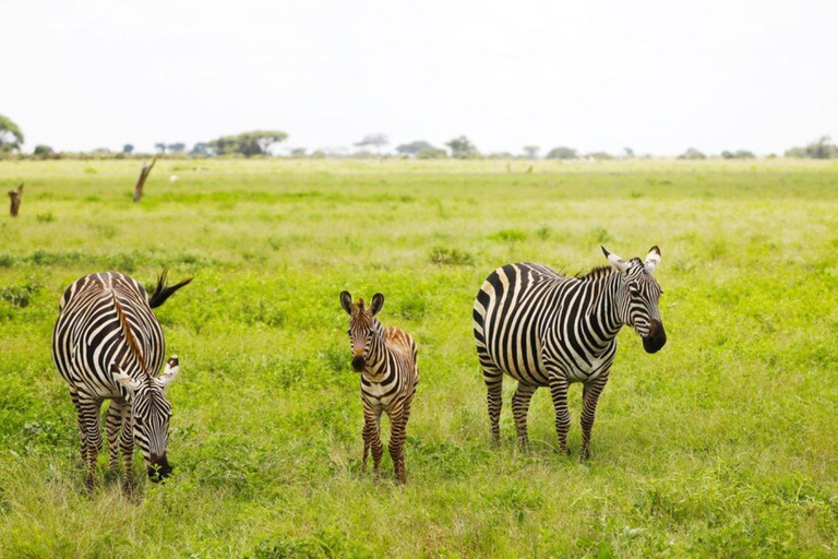 Safari di 5 giorni a Tsavo Est/Ovest e Amboseli da Mombasa