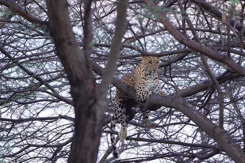 Excursión al Safari en Leopardo de Jawai