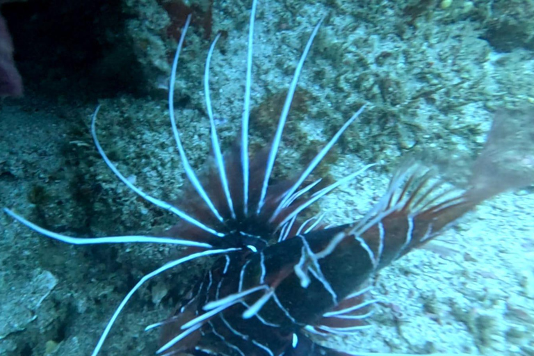 Mirissa: Private Eco Turtle Snorkelling Tour & Photography
