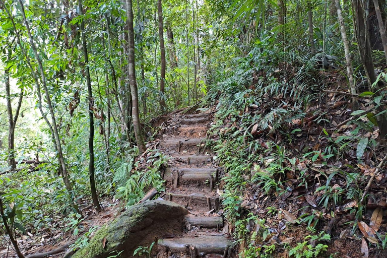辛哈拉加雨林之旅