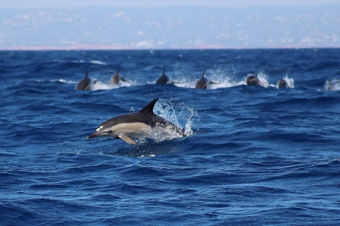 Lagos: Obserwacja delfinów i życia morskiegoLagos: obserwowanie delfinów i życia morskiego