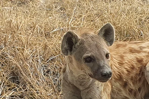 Vanuit Johannesburg: 6-daagse luxe Kruger Park safari