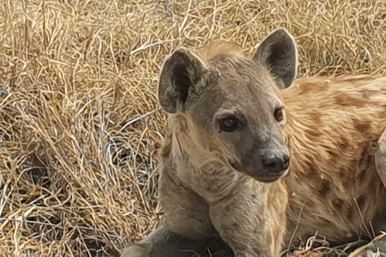 Vanuit Johannesburg: 6-daagse luxe Kruger Park safari