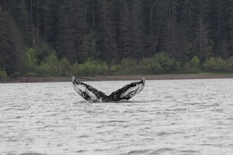 Ear Mountain Charters tours: whale watching and fishing