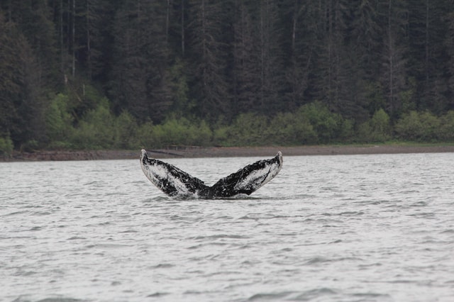 Ear Mountain Charters tours: whale watching or fishing
