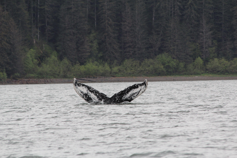 Ear Mountain Charters tours: whale watching or fishing Whale watching