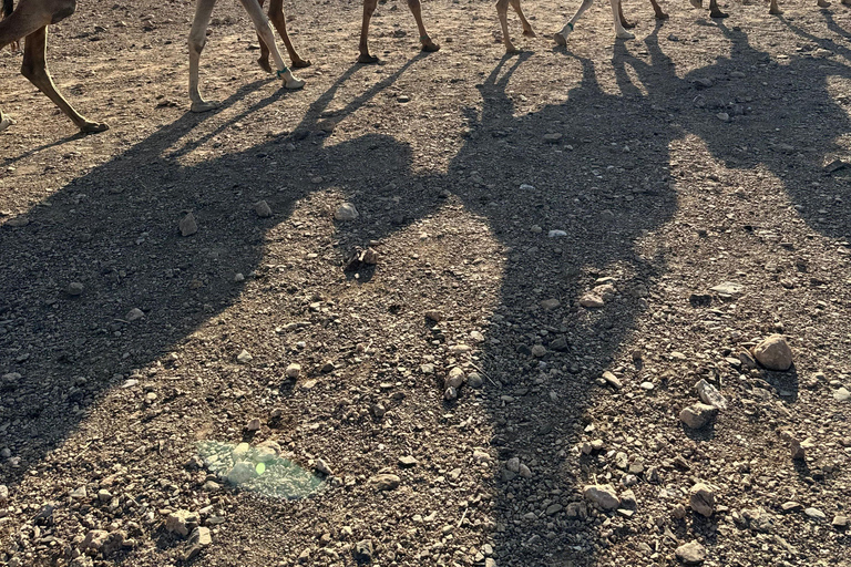 Marrakesz: Agafay Quad Tour z przejażdżką na wielbłądzie, kolacją i pokazemMarrakesz: Agafay Desert Quad Bike, Przejażdżka na wielbłądzie i Dinner Show