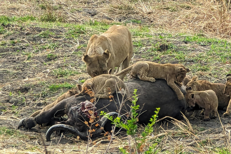 Arusha: 4 giorni di safari nel Serengeti e nel cratere Ngorongoro