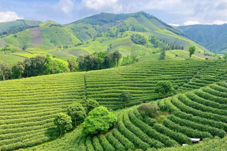 Shanghai: Crouching Tiger Bamboo Forest & White Tea Trip
