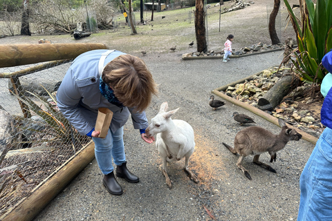 Vanuit Adelaide: Knuffel een Koala en historische Hahndorf Tour