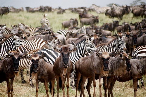 Beste Kilimanjaro Safari 7 Tage Serengeti Gnuwanderung