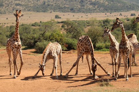 From JNB: Pilanesberg Safari incl. Lunch Full day