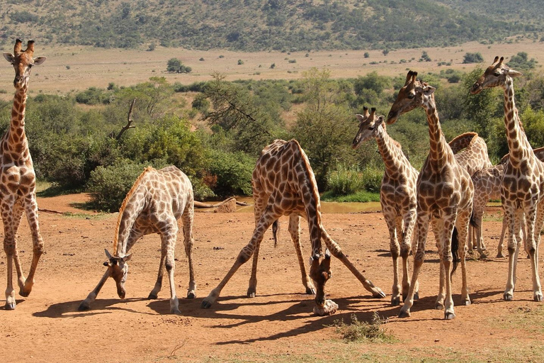 From JNB: Pilanesberg Safari incl. Lunch Full day