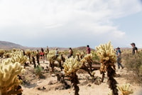 Joshua Tree NP, Sunrise of Sunset Tour - Housity