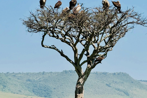 Nairobi to the Mara: 3-Day Private Romantic Safari Escape Nairobi: 3-Day Maasai Mara Private Safari for Couples