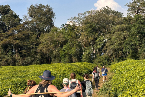 5 Días Ruanda: Volcanes, Lago Kivu, Nyungwe y Nyanza