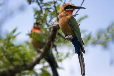 Victoria Watervallen: VogelexcursiePrivé vogelreis