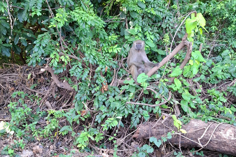 Da Nairobi: Safari economico di 6 giorni nel Masai Mara