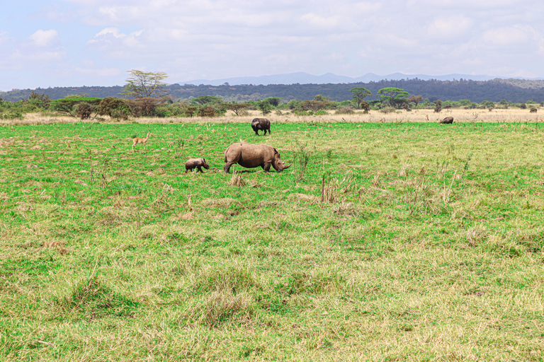 Nairobi National Park: Half-Day TripNairobi National Park: Half-Day Trip in a 4X4