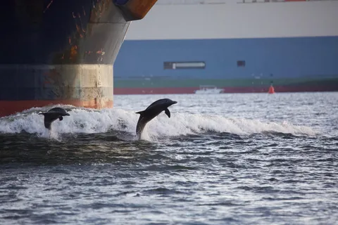 Charleston: Dolphin Spotting Cruise from Shem Creek