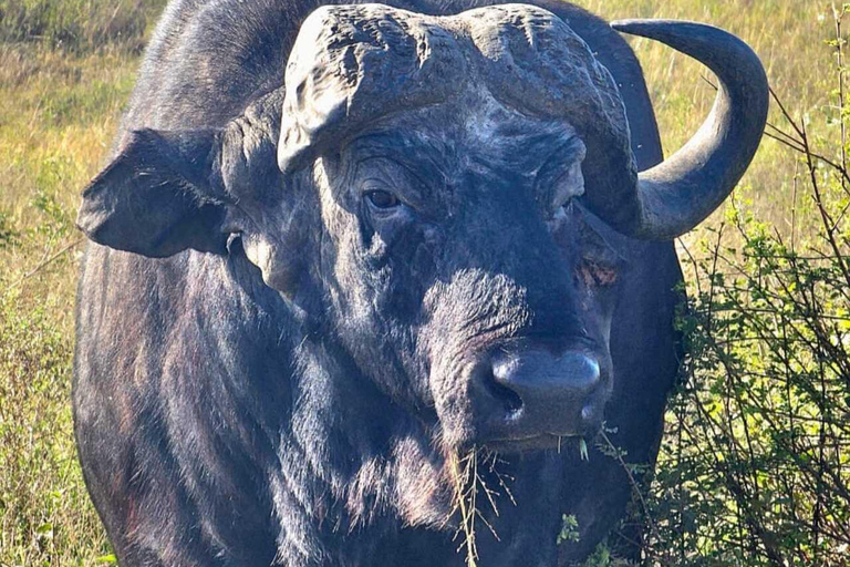 Nairobi: Nairobi National Park Safari with Guide