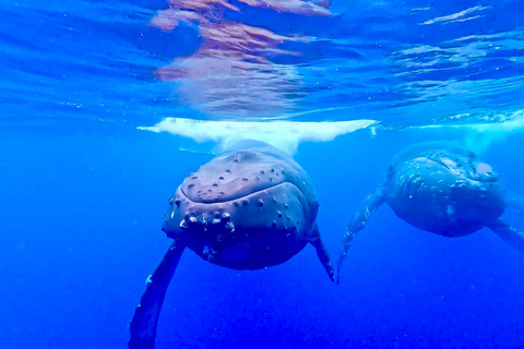 Winona Whale Watching Cruise - Maalaea Harbor