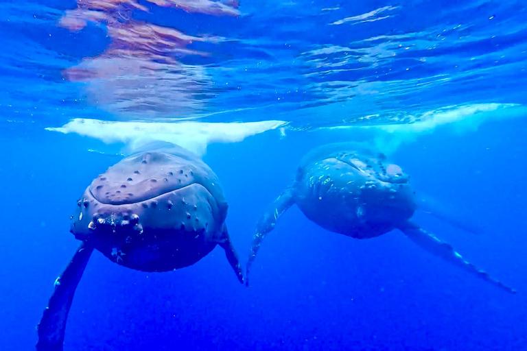 Winona Whale Watching Cruise - Maalaea Harbor