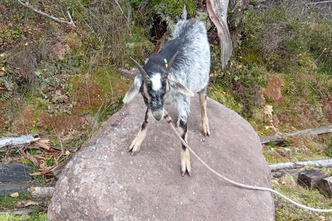 Luvigny: a unique discovery walk with goats Luvigny: An unusual discovery walk with goats