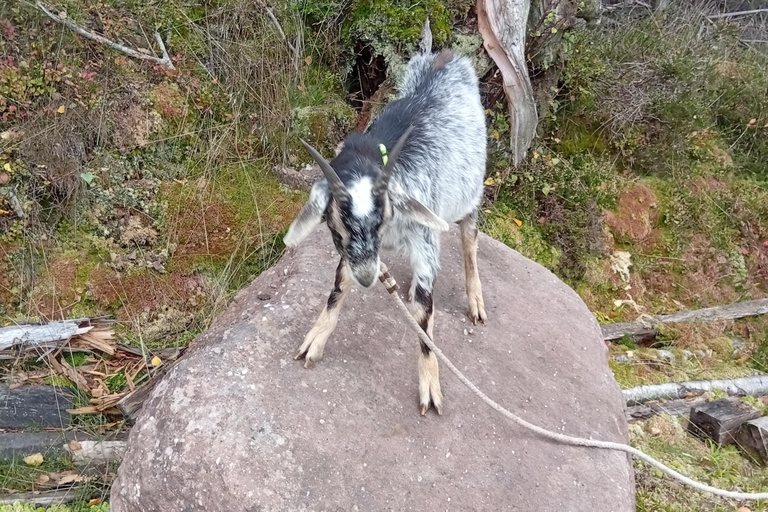 Luvigny: a unique discovery walk with goats Luvigny: An unusual discovery walk with goats