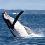 Albany: 3-hour Whale Watching Tour