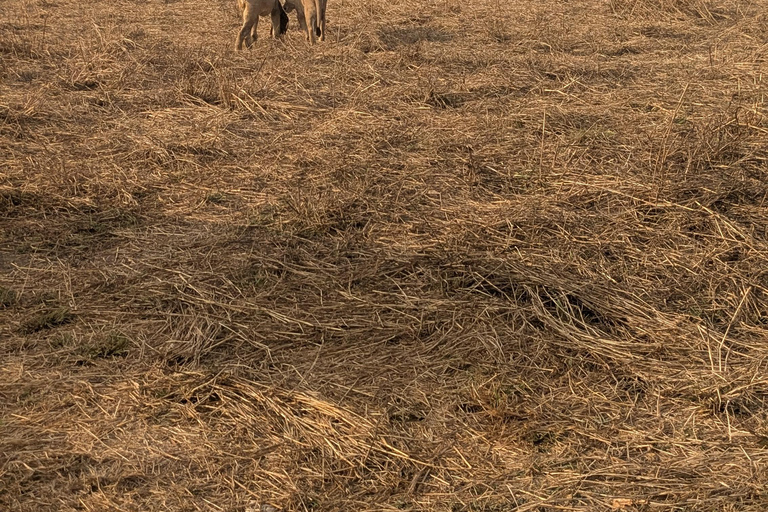 SAFARI ANIMALIER DE ZANZIBAR À MIKUMI 3 JOURS ET 2 NUITS