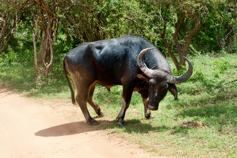 Safari no Habarana Eco Park com jipe e taxa de entrada