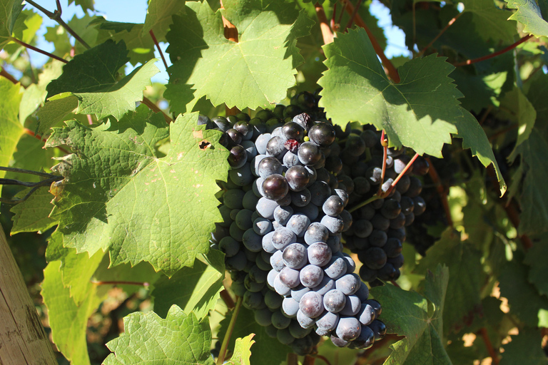 Saint-Tropez: Vintage Car Wine Tour Vintage wine tour in St-Tropez