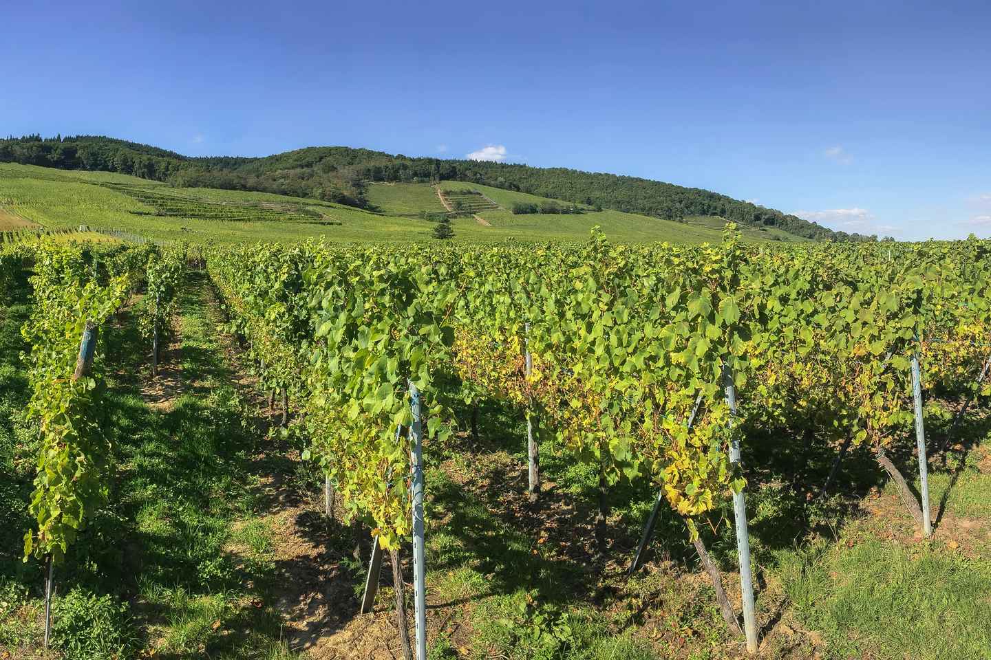 ストラスブール発 コルマール・リクヴィール・エギスハイム日帰りツアー