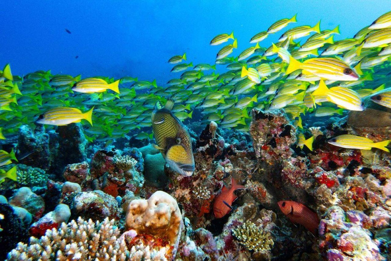 Tour delle scimmie, Tour delle spezie con pranzo, Mercato notturno del pesce