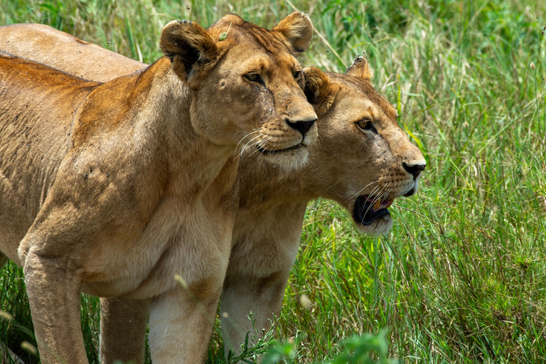 Von Arusha: 8-tägige Wildtier- und KultursafariVon Arusha aus: 8-tägige Safari mit Wildtieren und Kultur