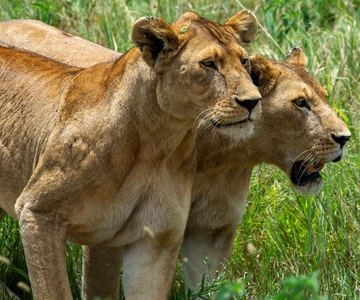 7-Day Wildebeest Migration & Culture Safari