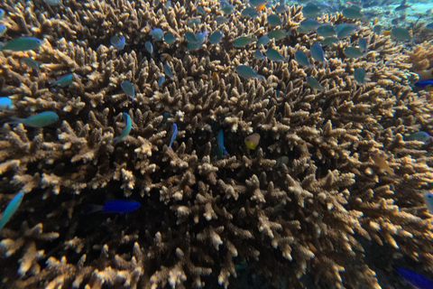 Lombok: Tour in barca delle isole Gili Nanggu, Sudak e Kedis